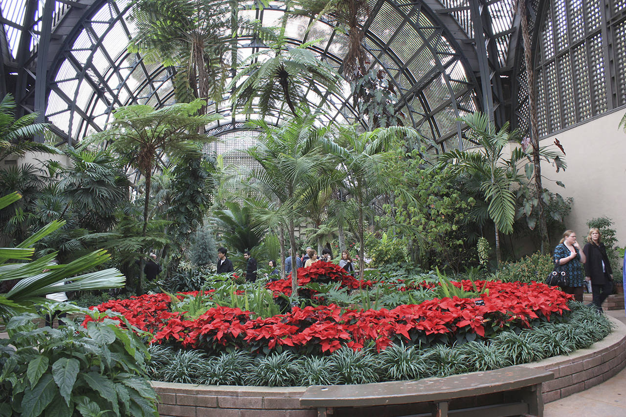 (Photo by Ewen Roberts) Holiday plant display at the Balboa Park Botanical Building in San Diego.