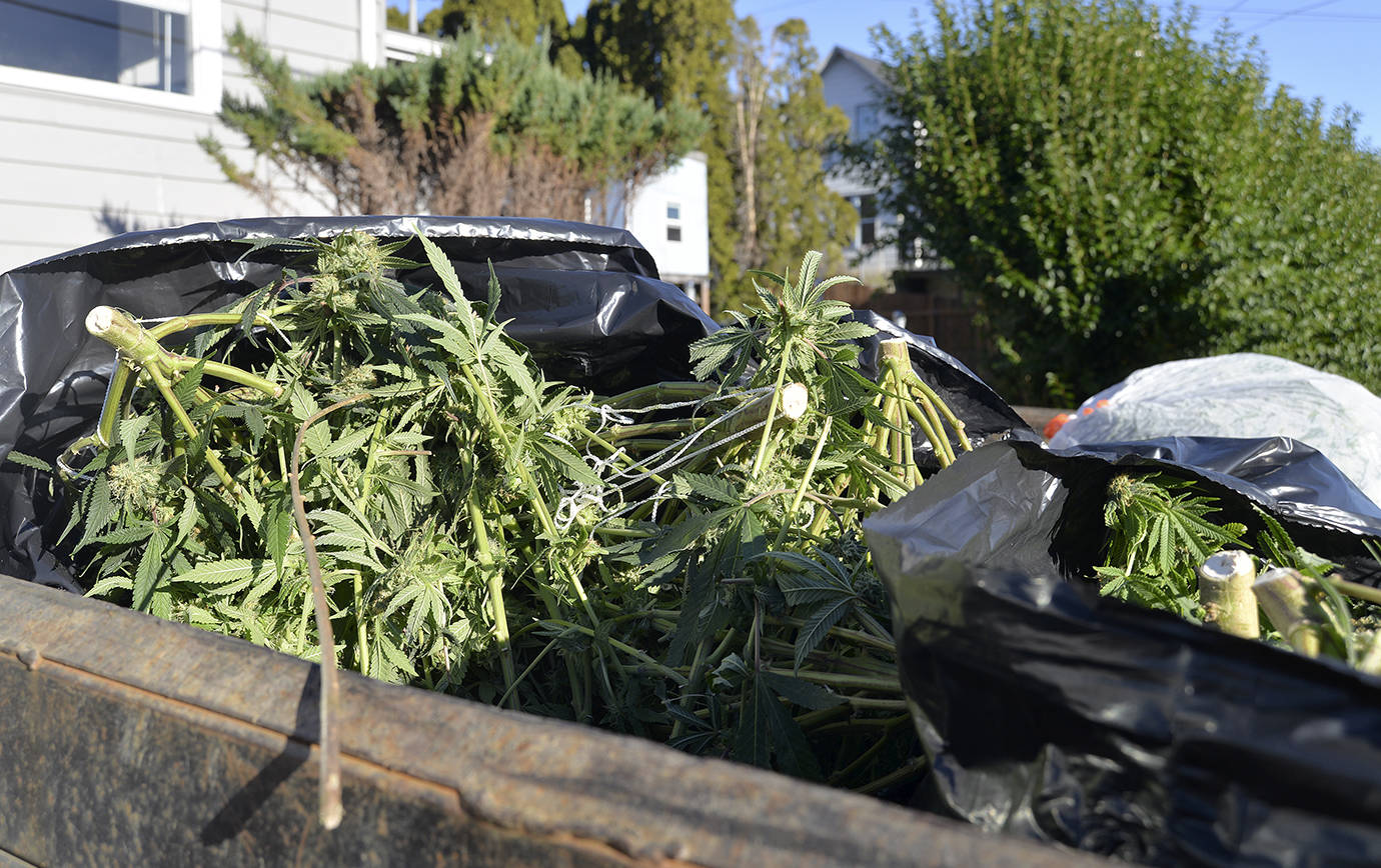 DAN HAMMOCK | THE DAILY WORLD                                A raid on a residence at Stewart and B streets netted an Aberdeen Public Works dump truck a bed full of large marijuana plants. This raid took place a little after noon on Thursday. It was part of the ongoing Grays Harbor County Drug Task Force takedown of illegal grow facilities dating back to Nov. 28.