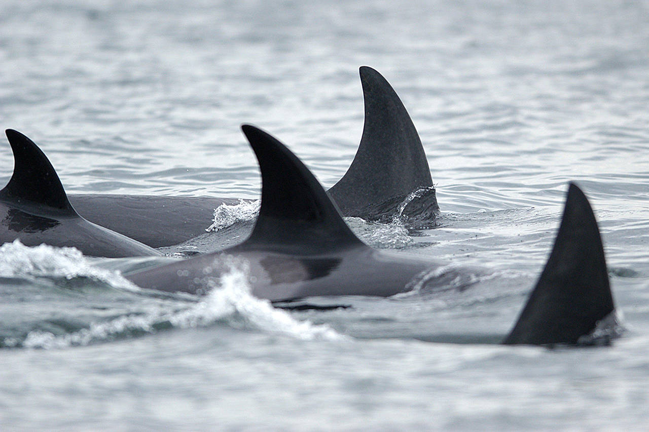 Serge Giachetti | Bellingham/Herald                                 A pod of orca whales swim in Bellingham Bay in a 2004 file image.