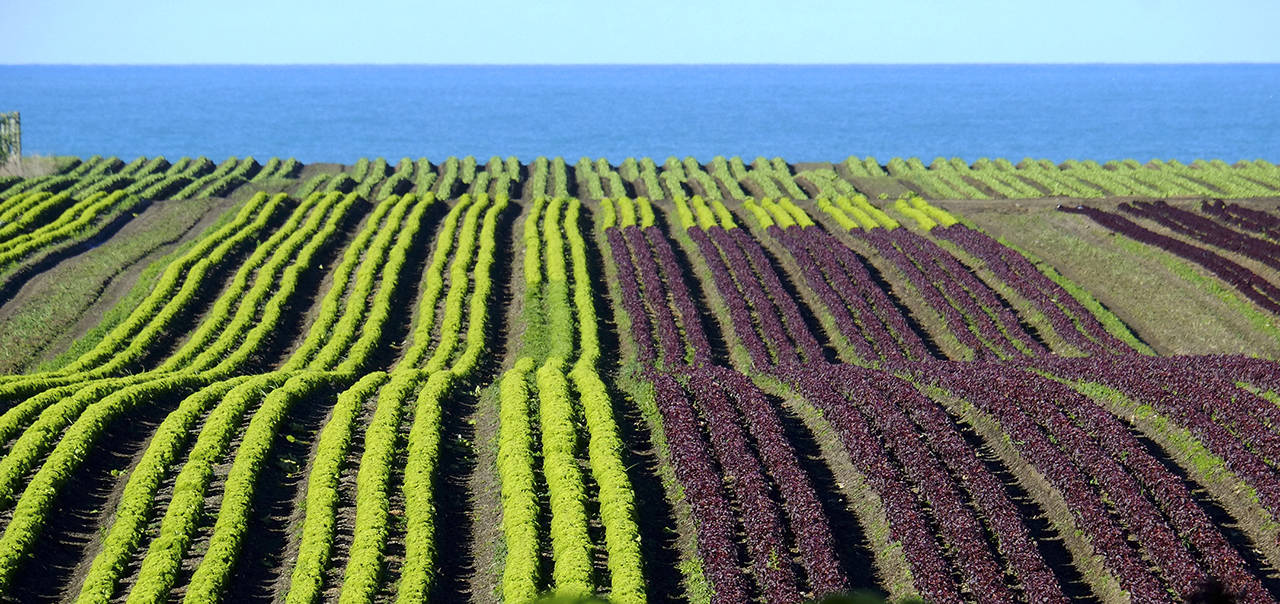 Francis Vallance                                Lettuce fields in New Zealand.