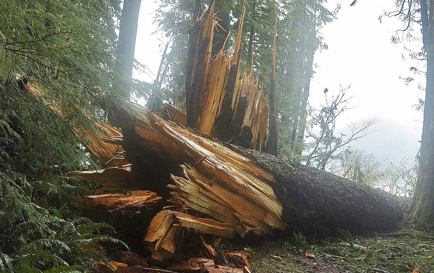 NAN RUTLEDGE PHOTOs                                A microburst brought down trees in the July Creek area along the north shore of Lake Quinault last weekend.