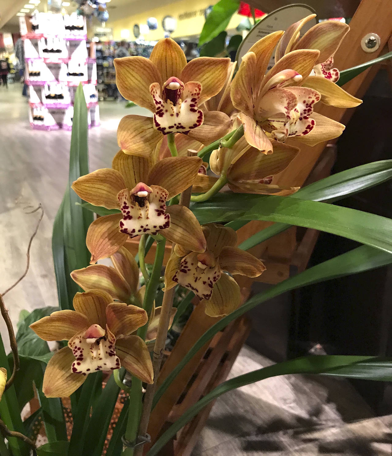 (Dauna Koval) Cymbidium is the most common flower used in orchid corsages. These are cooler and dryer growing.