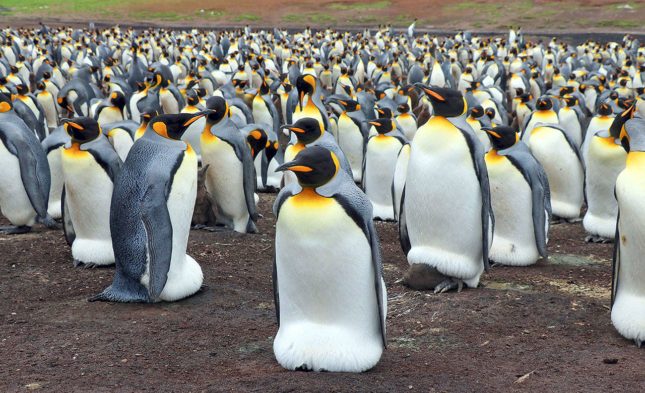 Study: Antarctica’s king penguins could disappear by end of century