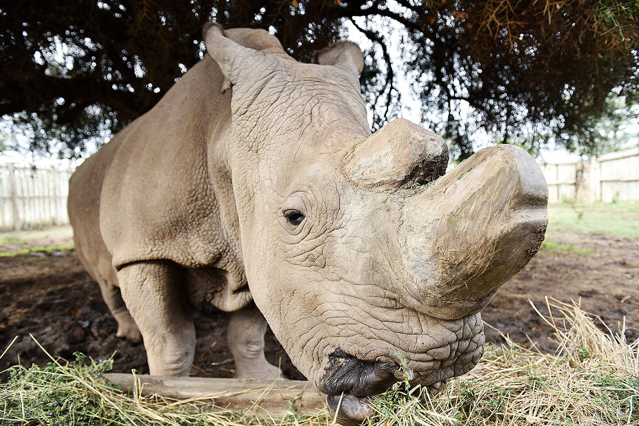 The last male northern white rhino has died, spelling probable extinction for the species