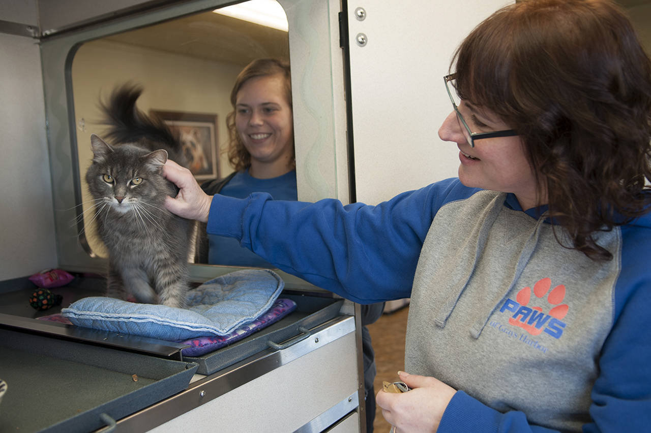 (Photo by Marcy Merrill) Outgoing director Kristina Snyder gives some love to one of the cats up for adoption at PAWS as incoming director Dana Staab looks on.