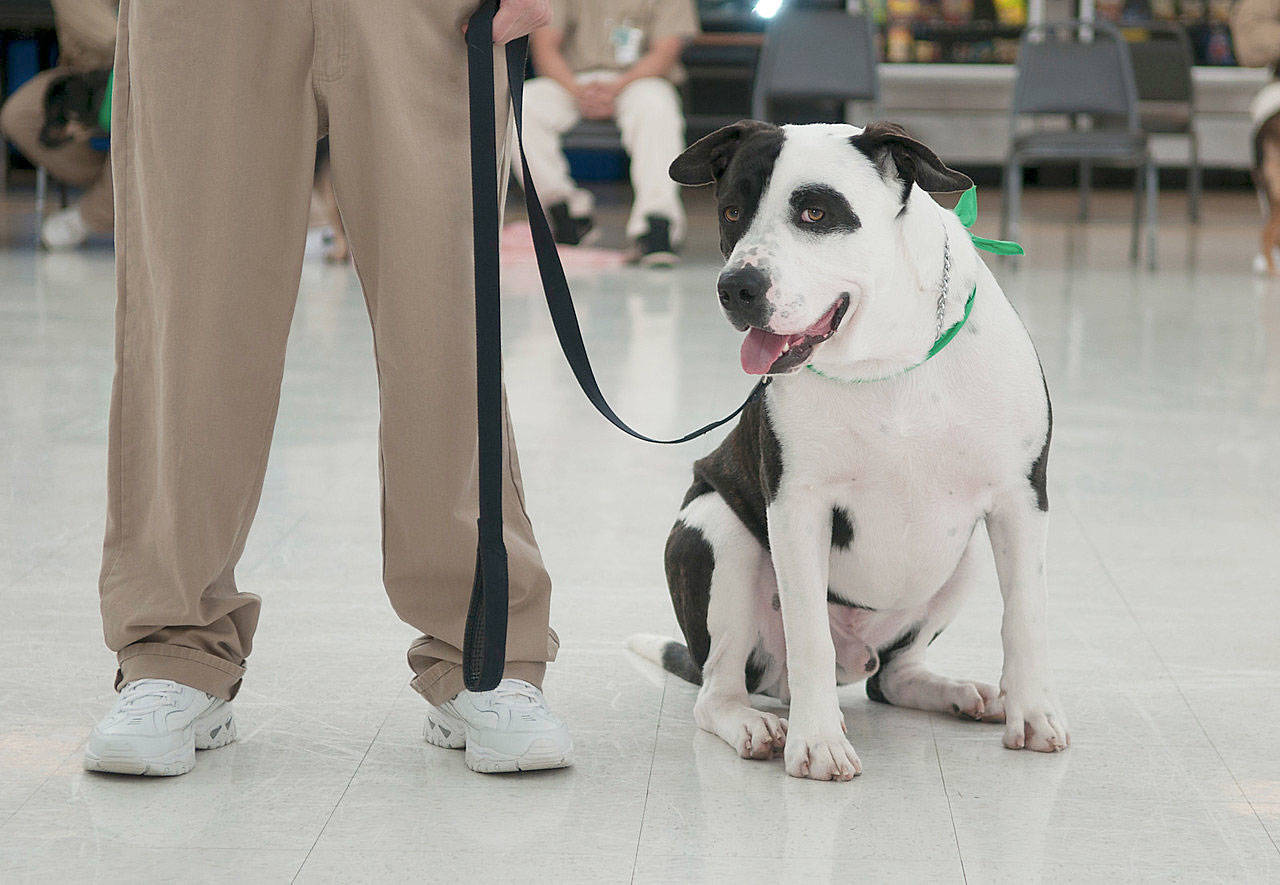 Inmatetrained dogs graduate from adoption program at Stafford Creek