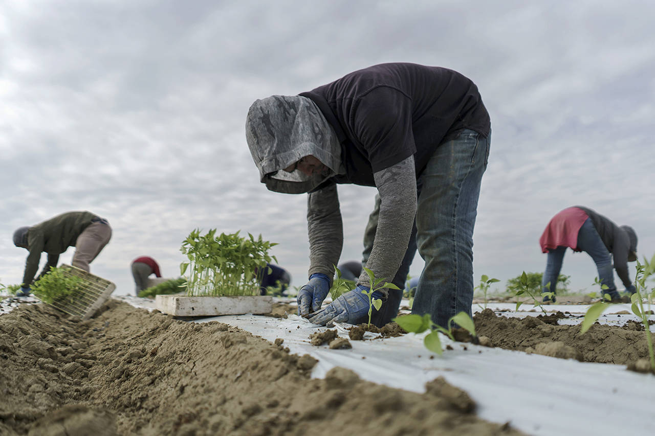 Marcus Yam | Los Angeles Times                                 The ruling puts new scrutiny on a farm-labor practice — piece rates — that ties wages to job productivity.