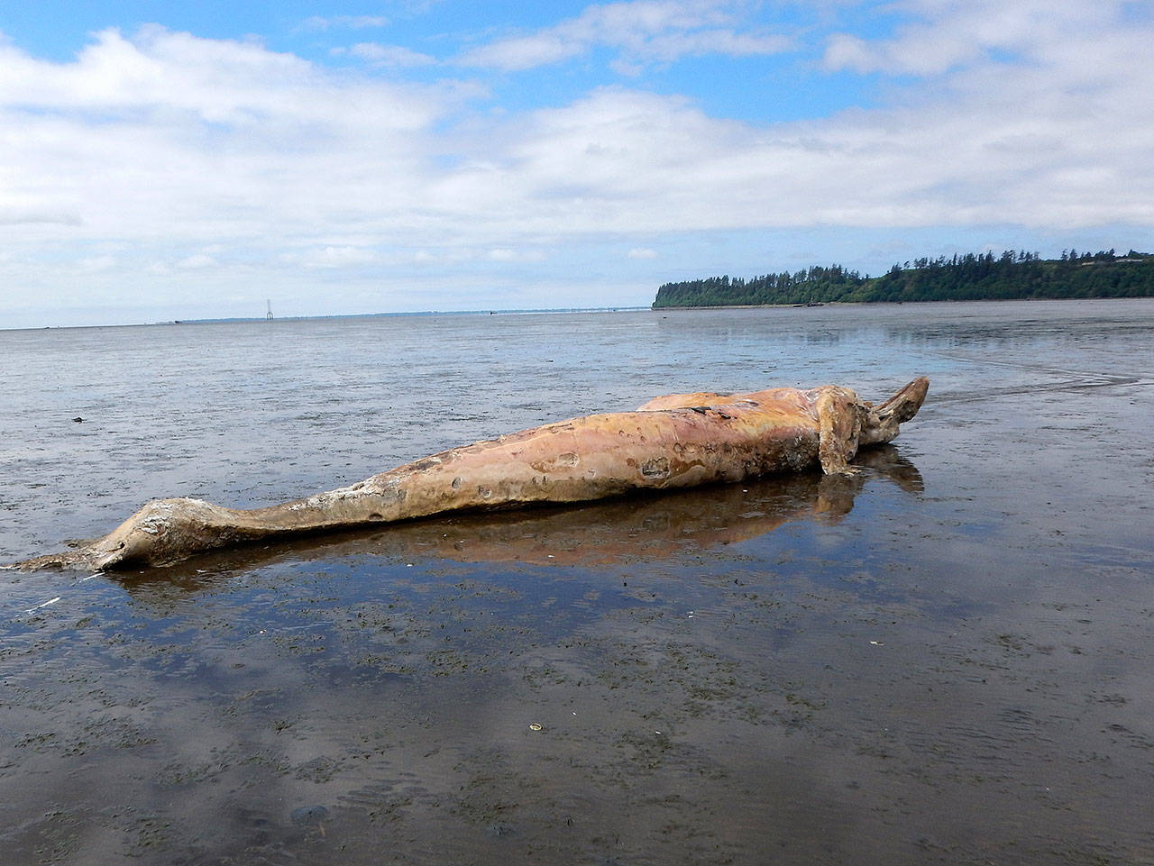 (Courtesy Jessie Huggins, Cascadia Research) The remains of a juvenile female gray whale were discovered near the western shore of Bowerman Airport on Monday. It’s approximately 24-feet-long. There was no indication of entanglement, said Jessie Huggins from Cascadia Research. She said it had probably been dead for a couple weeks, and that it was likely one or two years old. You can view it from the furthest viewing point on the Sandpiper Trail with a good camera or binoculars.