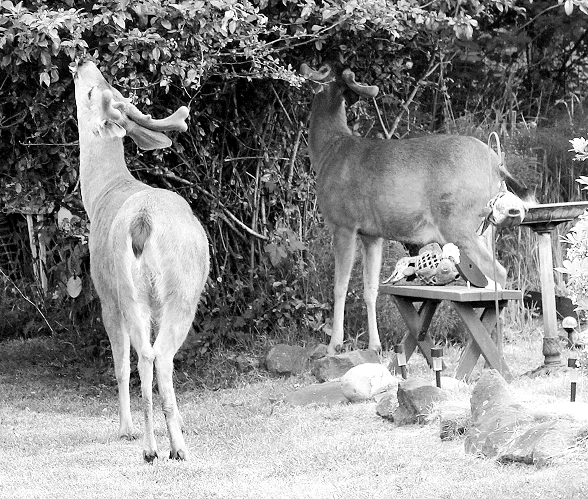 O.S. council approves ban on feeding deer, other wildlife