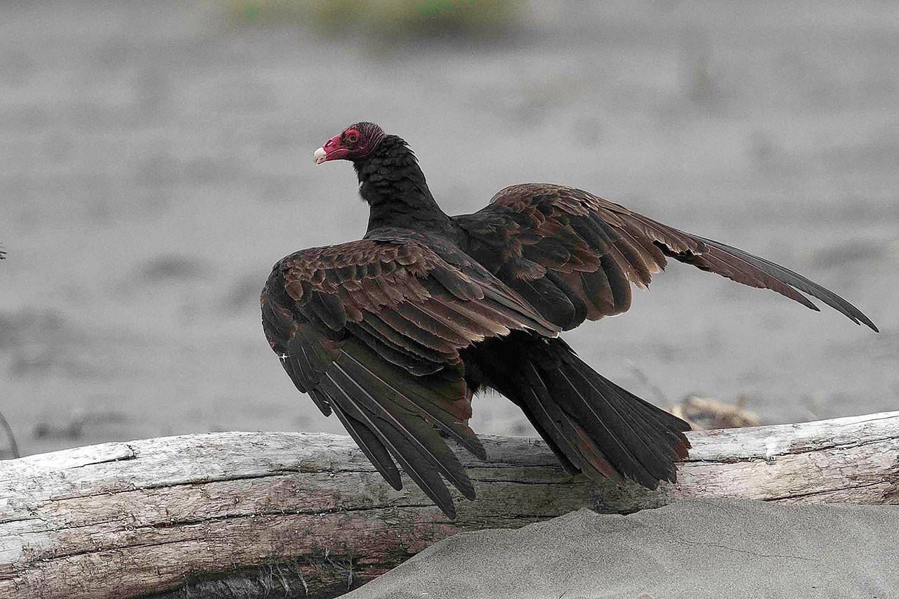 Rotting food is no problem for the turkey vulture, thanks to its toxic gut  - Los Angeles Times
