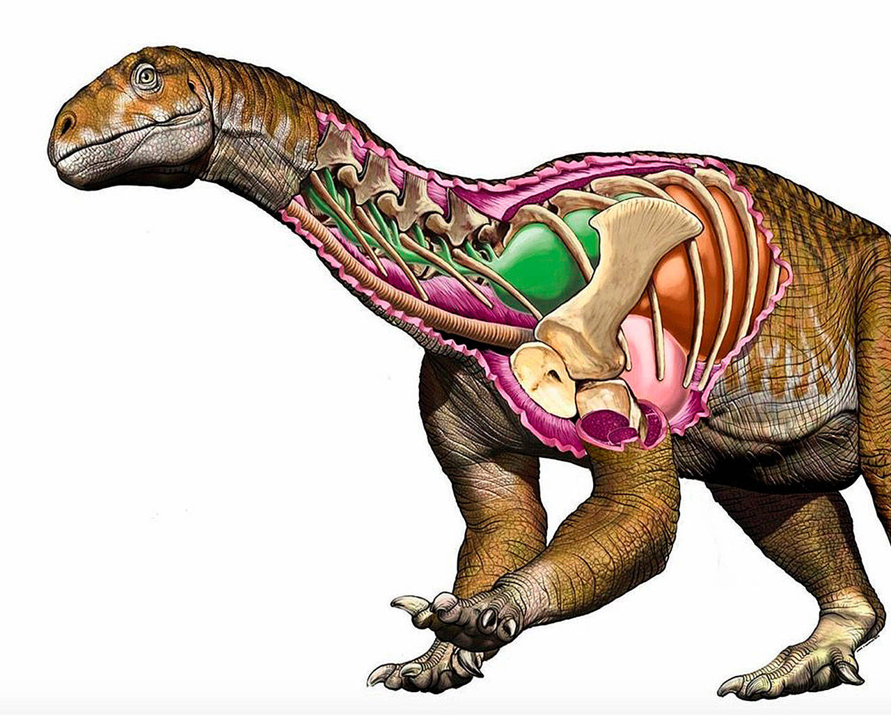Ingentia prima had an improved, avian-like respiratory system with developed cervical air sacs, shown in green. Its lungs are shown in brown. (Jorge A. Gonzalez)