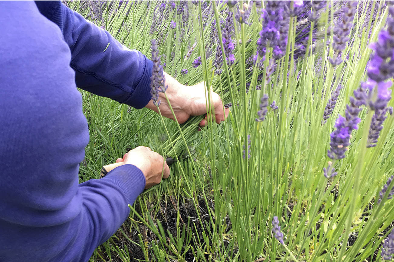 Grower preps for third annual Lavender Festival