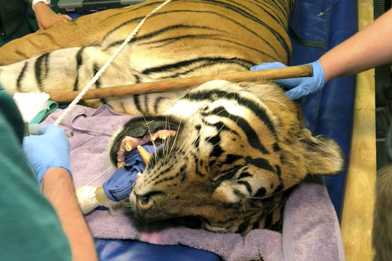 How do you give a tiger a root canal? You start by calling in reinforcements