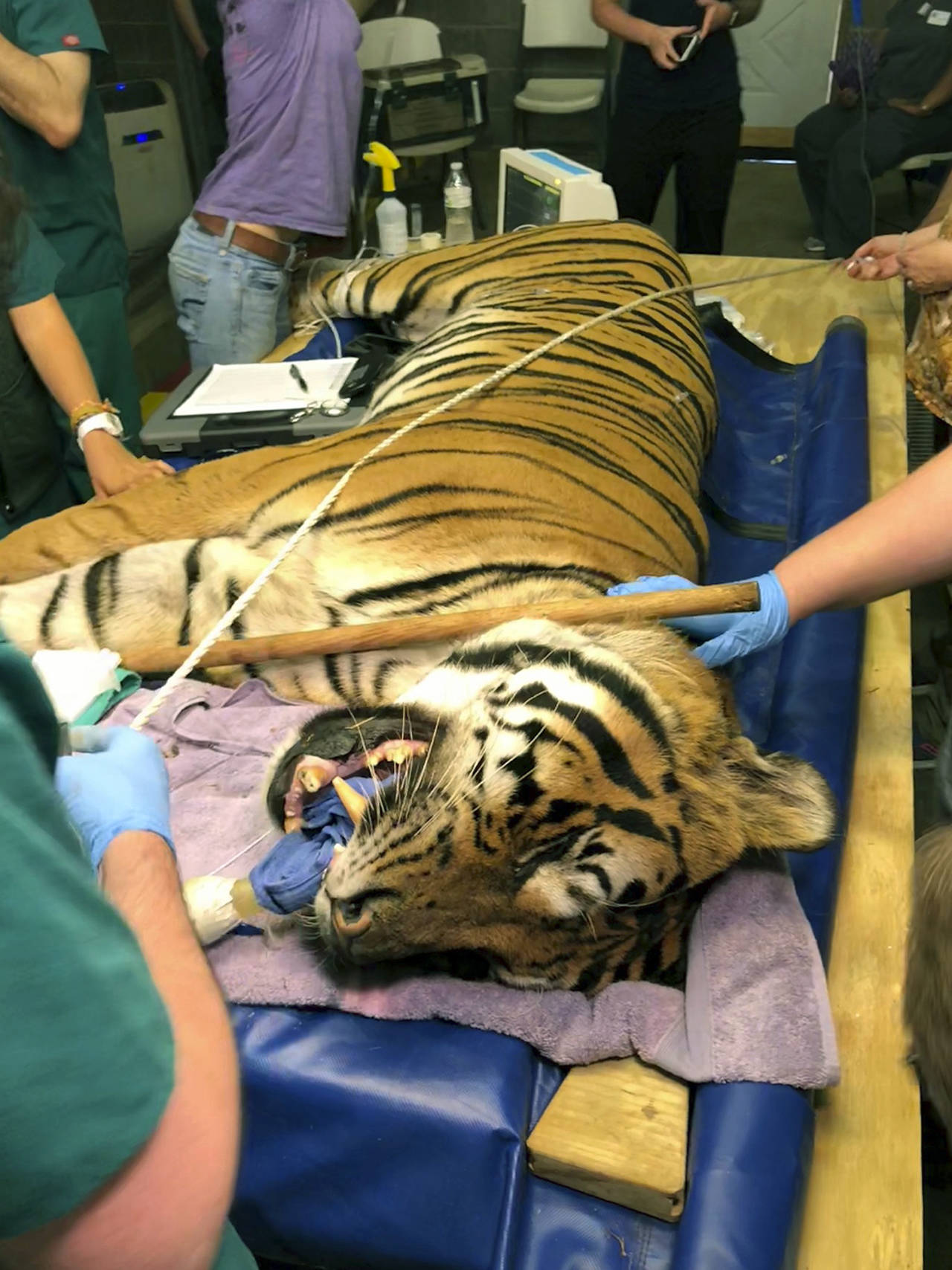 Brooke Cain/Raleigh News & Observer                                 Tio the tiger got three root canals on fractured teeth at Carolina Tiger Rescue last weekend.