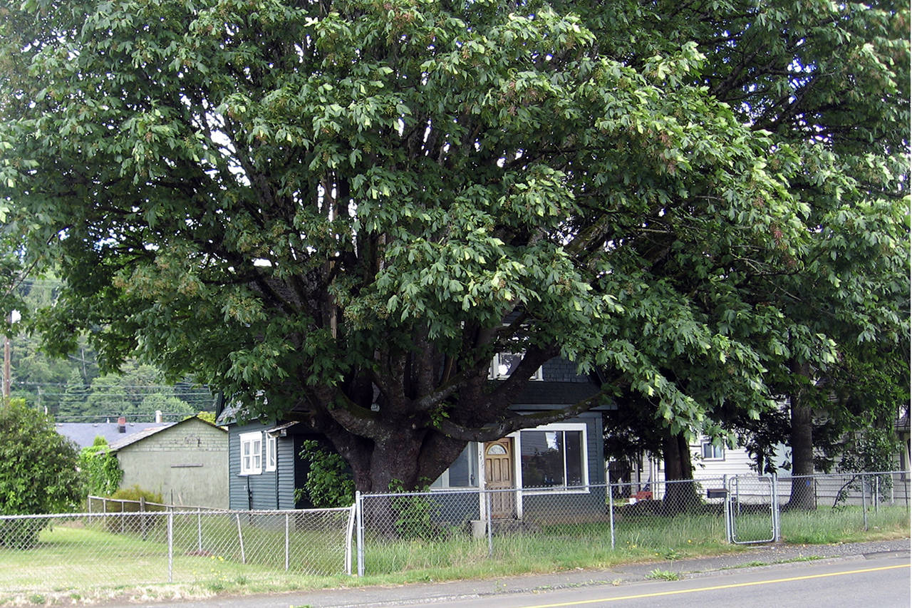 (Rene Morris | for WSU Master Gardeners) This huge maple is beautiful, but it dwarfs the house.