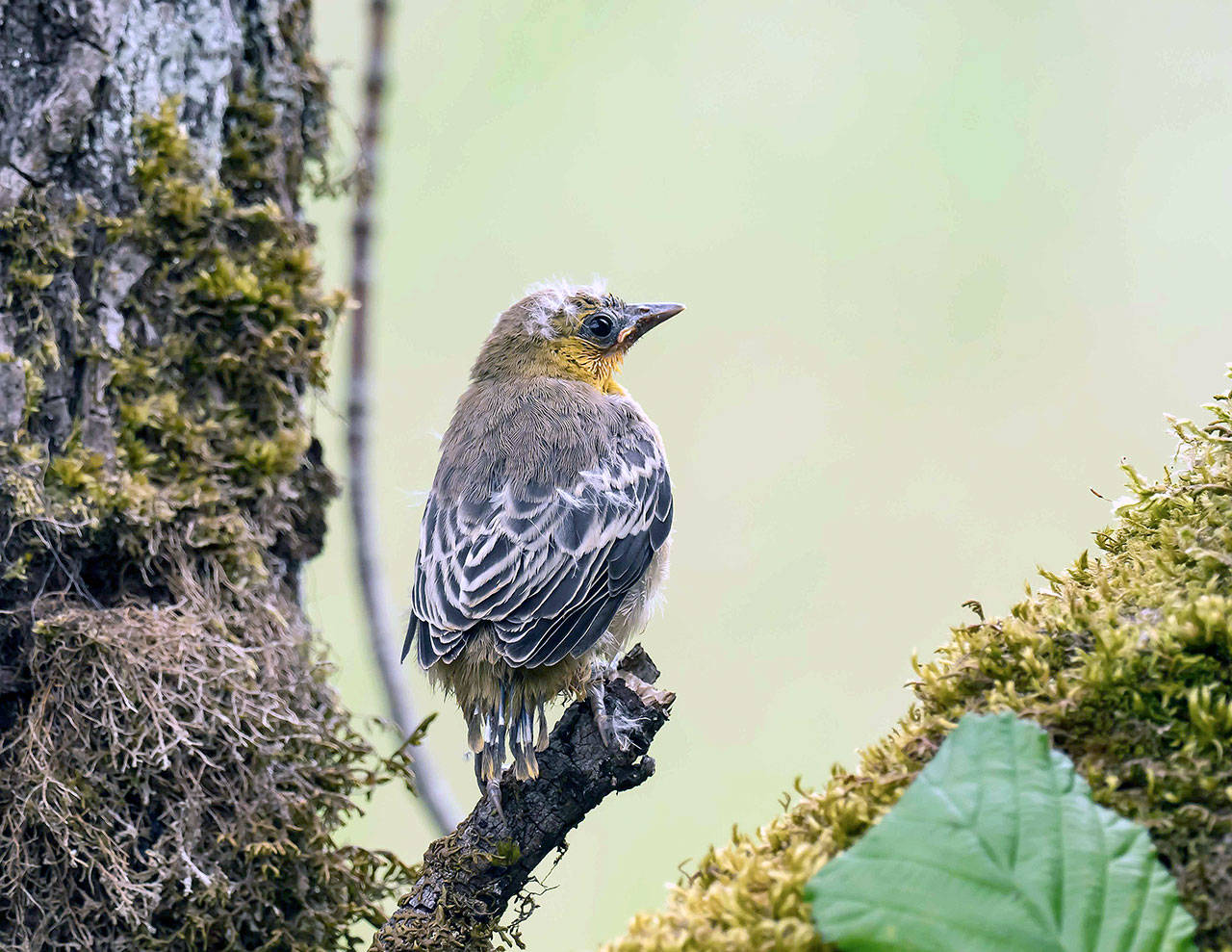 Photo by Gregg Thompson                                Photo by Gregg Thompson