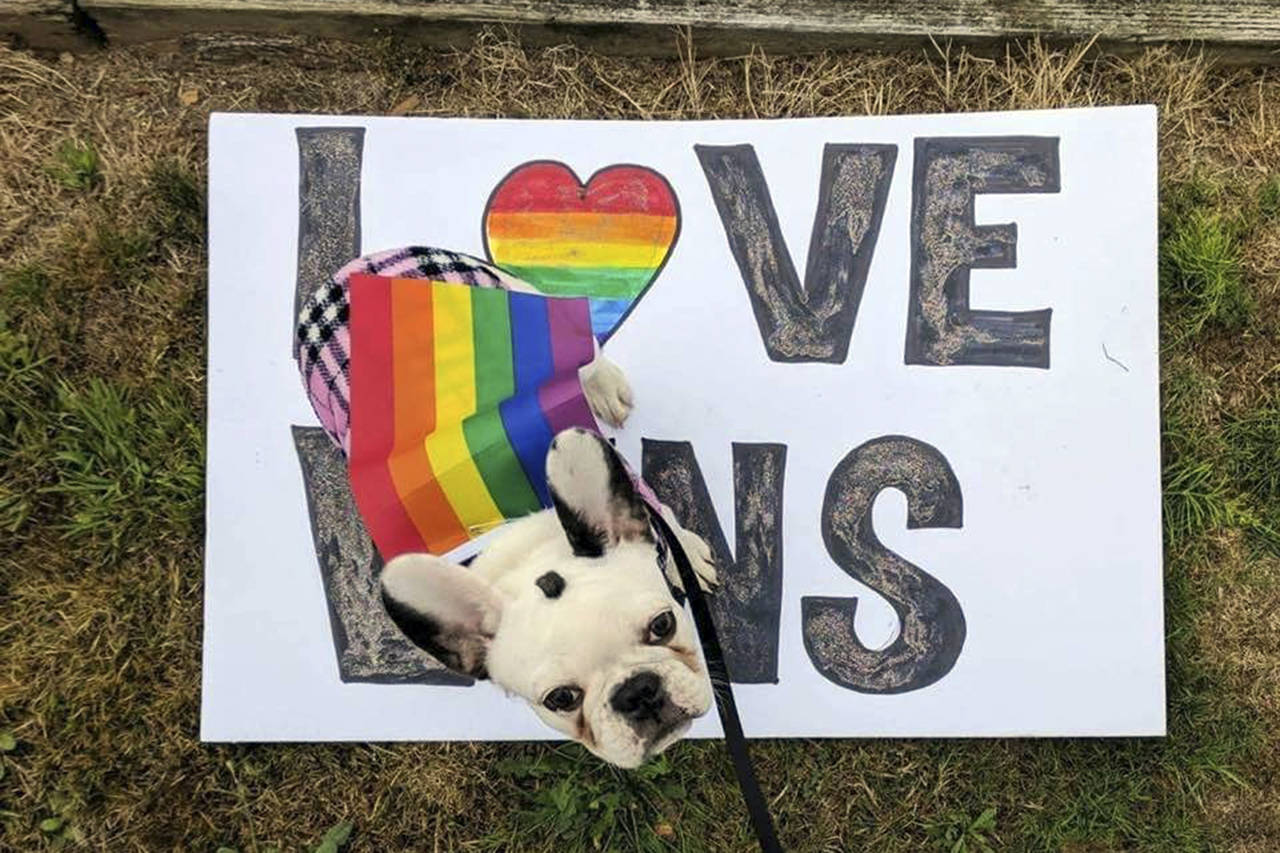 Courtesy Out & Proud Grays Harbor Coalition                                A rainbow-caped pup with a “Love Wins” poster at a past Grays Harbor Pride festival.