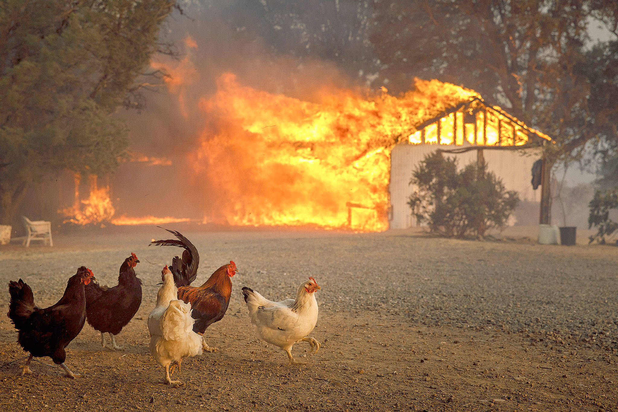 Chickens watch as a home is destroyed by the River Fire in a neighborhood near Lakeport, Calif., on Tuesday. (Marcus Yam/Los Angeles Times)