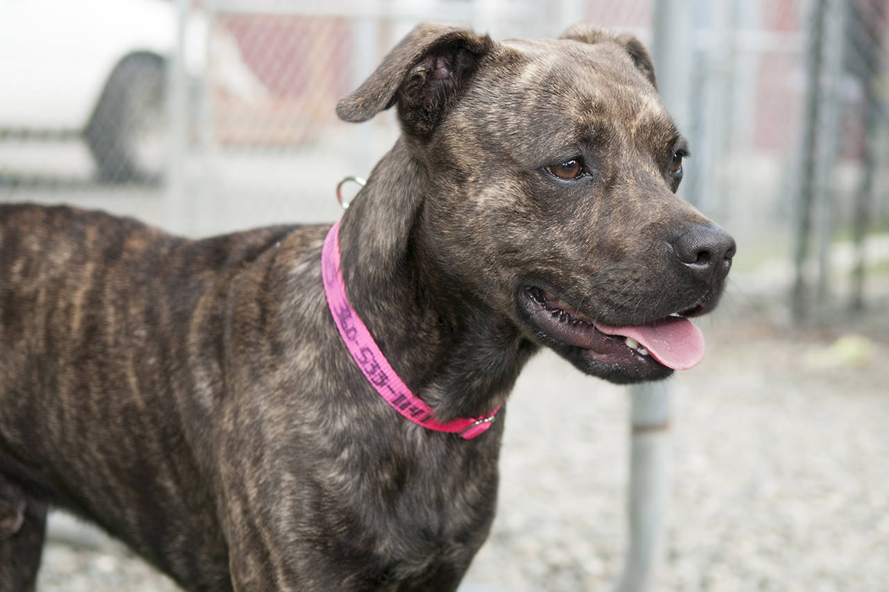 Adoptable Pet: Turock