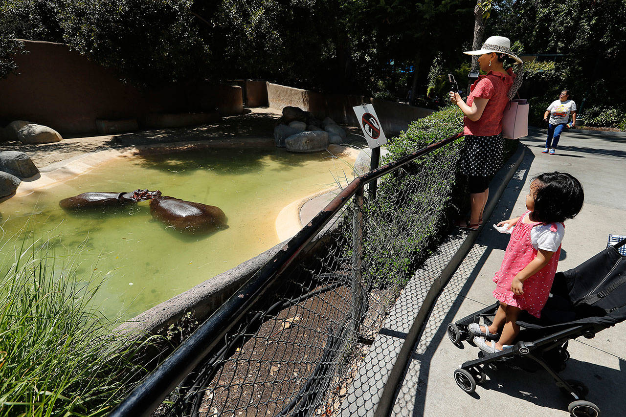 Two female hippos cool off in their habitat at the Los Angeles Zoo in Griffith Park on Monday. The LAPD is investigating an incident where a man was filmed jumping into this hippo enclosure and slapping one of the animals. (Mel Melcon/Los Angeles Times)