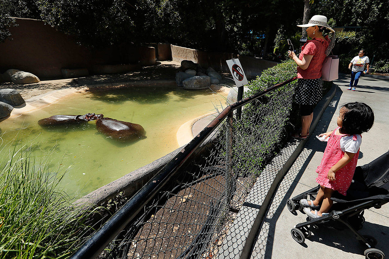 Video of hippo spanking at L.A. Zoo sparks LAPD investigation