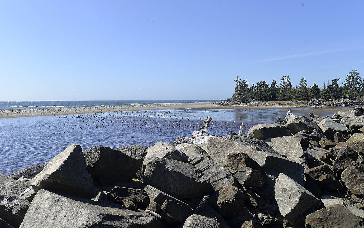 DAN HAMMOCK | THE DAILY WORLD                                A major influx of sand in the North Cove area should not only help with shoreline-saving efforts this winter, it has created a new spit at the mouth of the irrigation ditch. The newly-formed lagoon has proven an attraction for seabirds this summer.