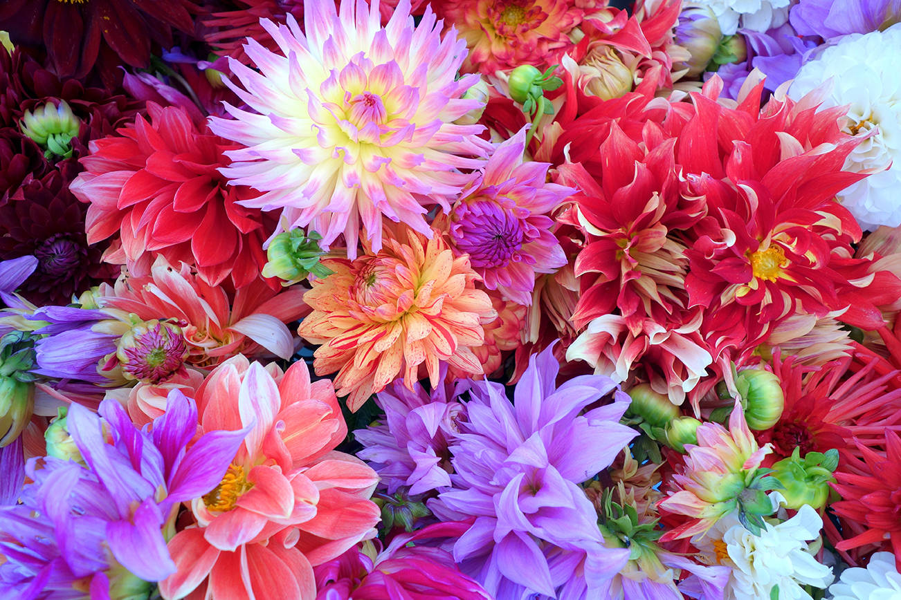 Courtesy photos                                 With hybridizing of dahlias over the years, a tremendous diversification is available in colors as well as bloom forms.