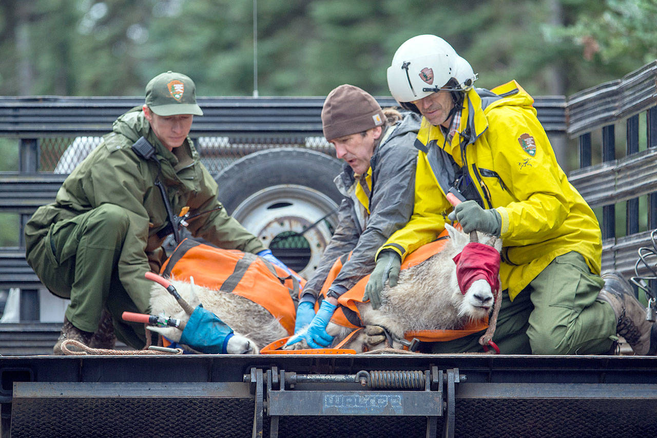 Photos by Jesse Major | Peninsula Daily News                                Olympic National Park staff hold two mountain goats as they await an evaluation Thursday. The goats are being relocated from Olympic National Park to the North Cascades. The project to move or kill all the goats is expected to take five years.