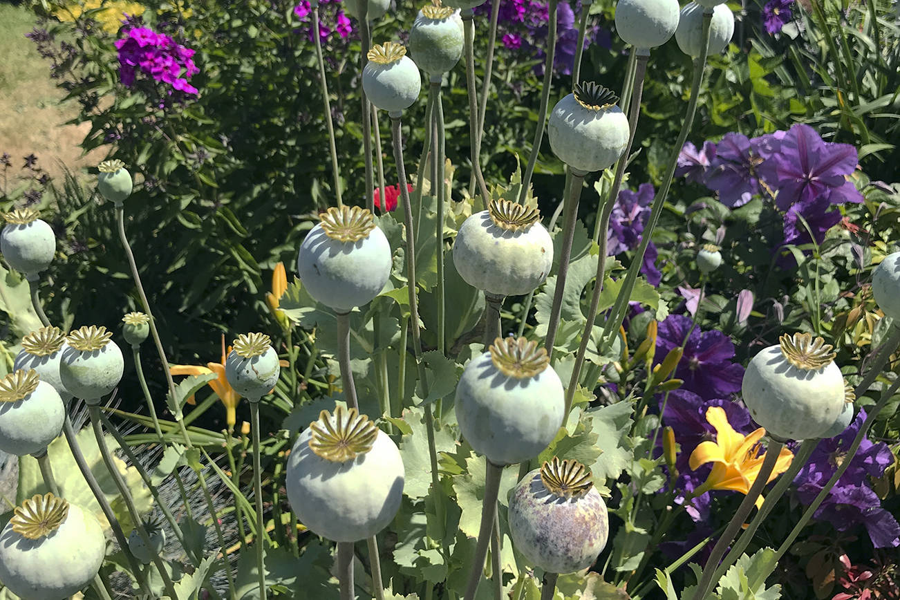 Collecting seeds from pollinator plants The Daily World