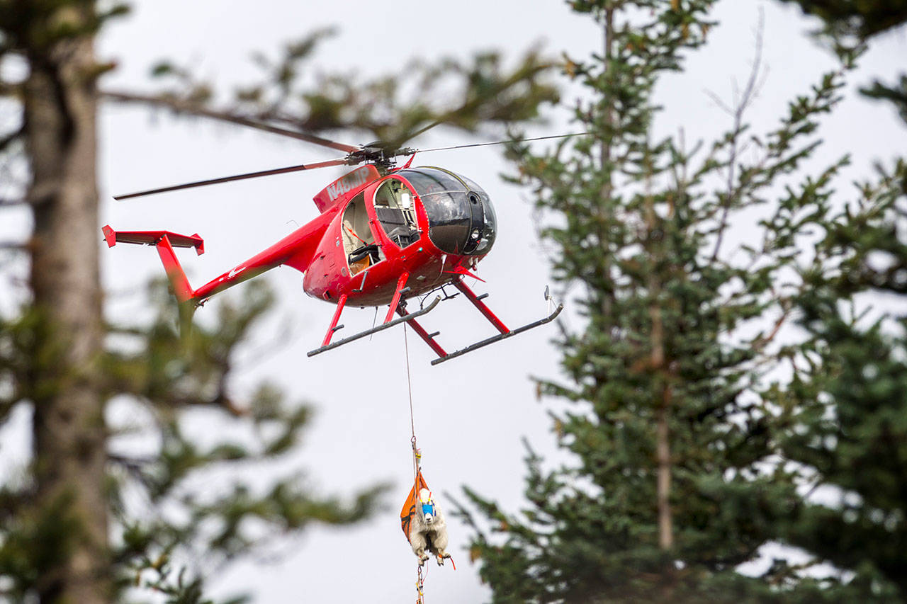A mountain goat dangles from a helicopter in Olympic National Park on Sept. 13. (Jesse Major/Peninsula Daily News)