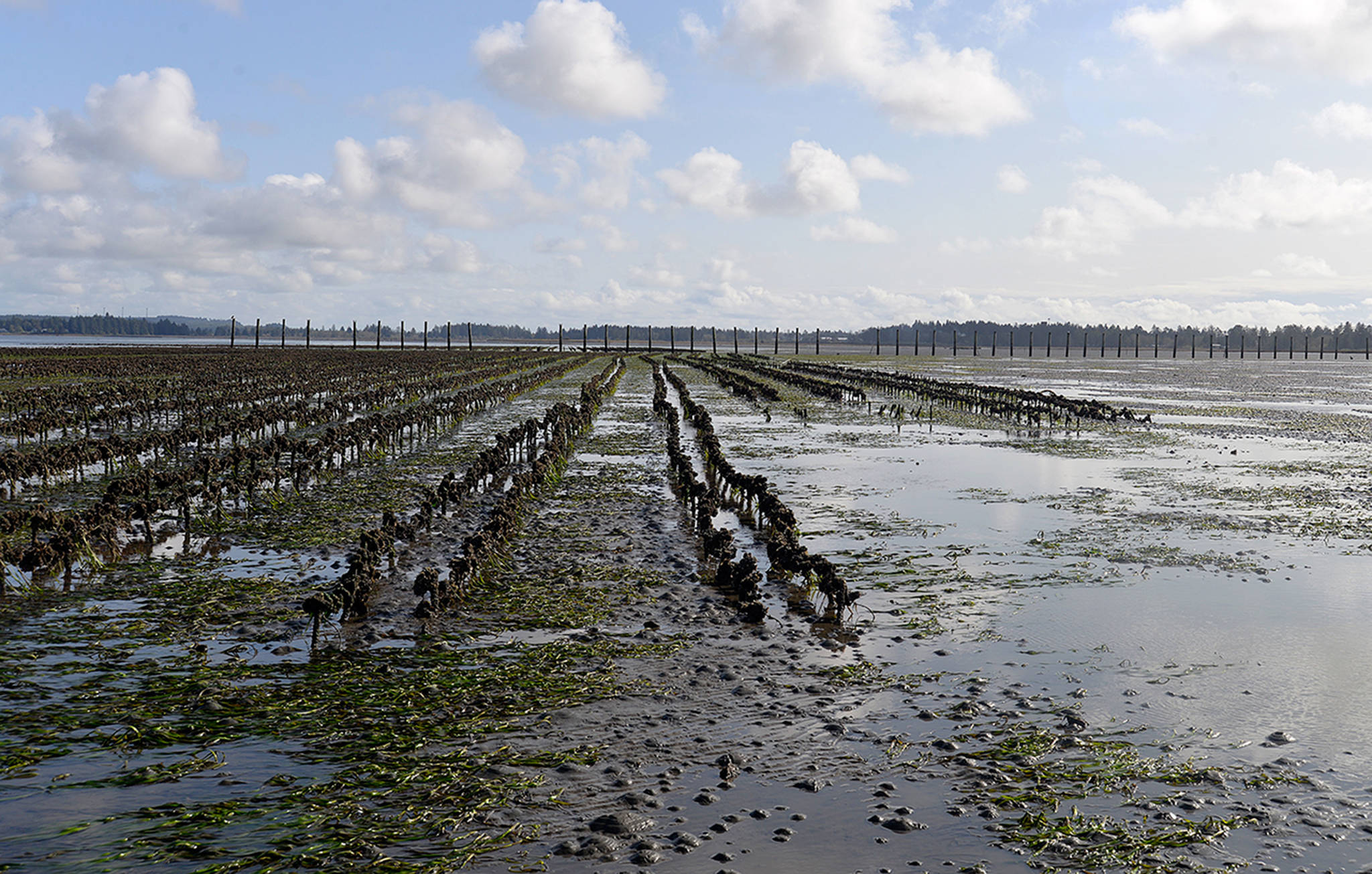 Louis Krauss | The Daily World                                This shot of oyster lines near Westport at low tide shows how the mud is loaded with burrowing shrimp, indicated by the small bumps. The barren area to the right was suitable for oyster growing before the shrimp took over.