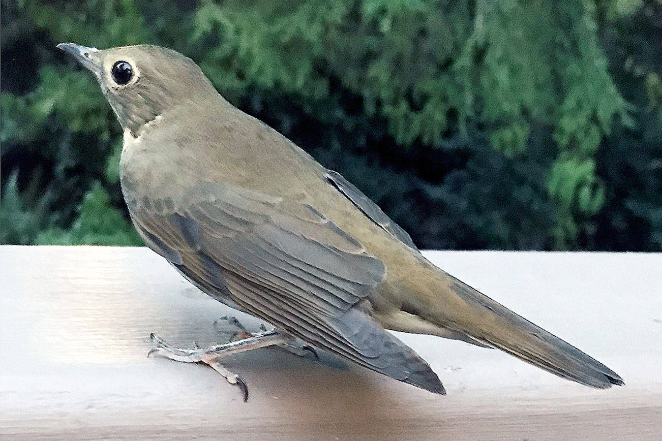 Grays Harbor Birds: Swainson’s Thrush (Catharus ustulatus) | The Daily