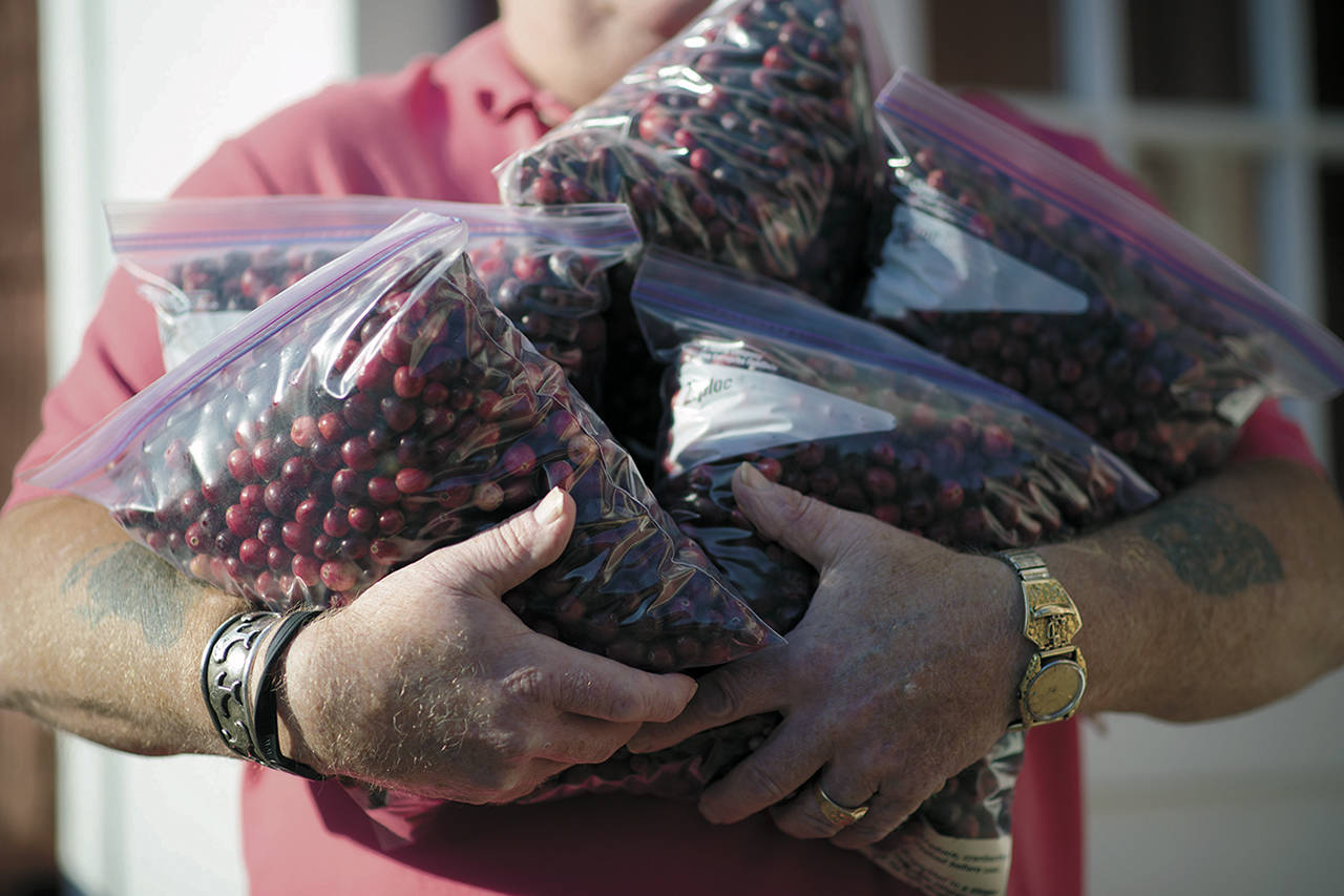 File photos                                Fresh cranberries can be purchased by the pound at the annual Cranberry Harvest Festival in Grayland.