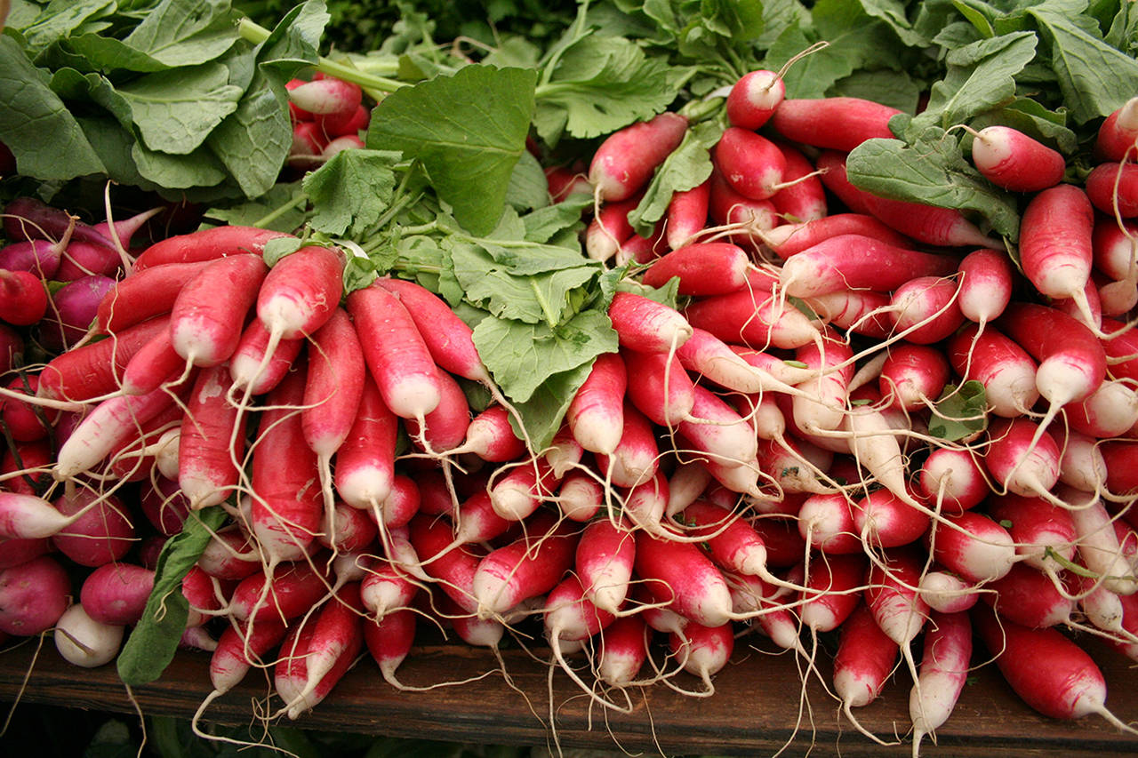 Radishes are an example of a biennial vegetable, harvested in the first year of growth before it overwinters and flowers the following year.