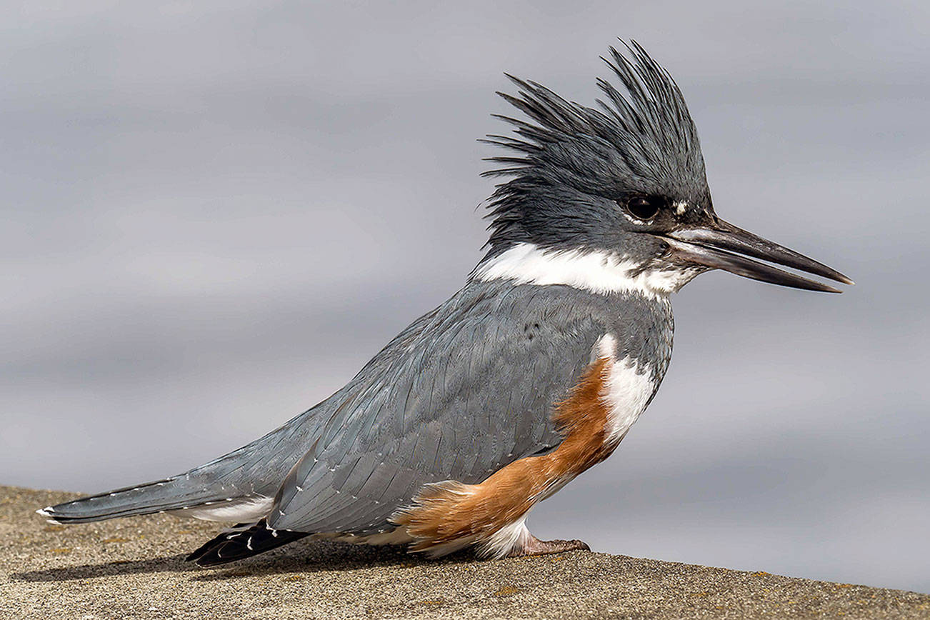 Grays Harbor Birds: Belted Kingfisher (Megaceryle alcyon)