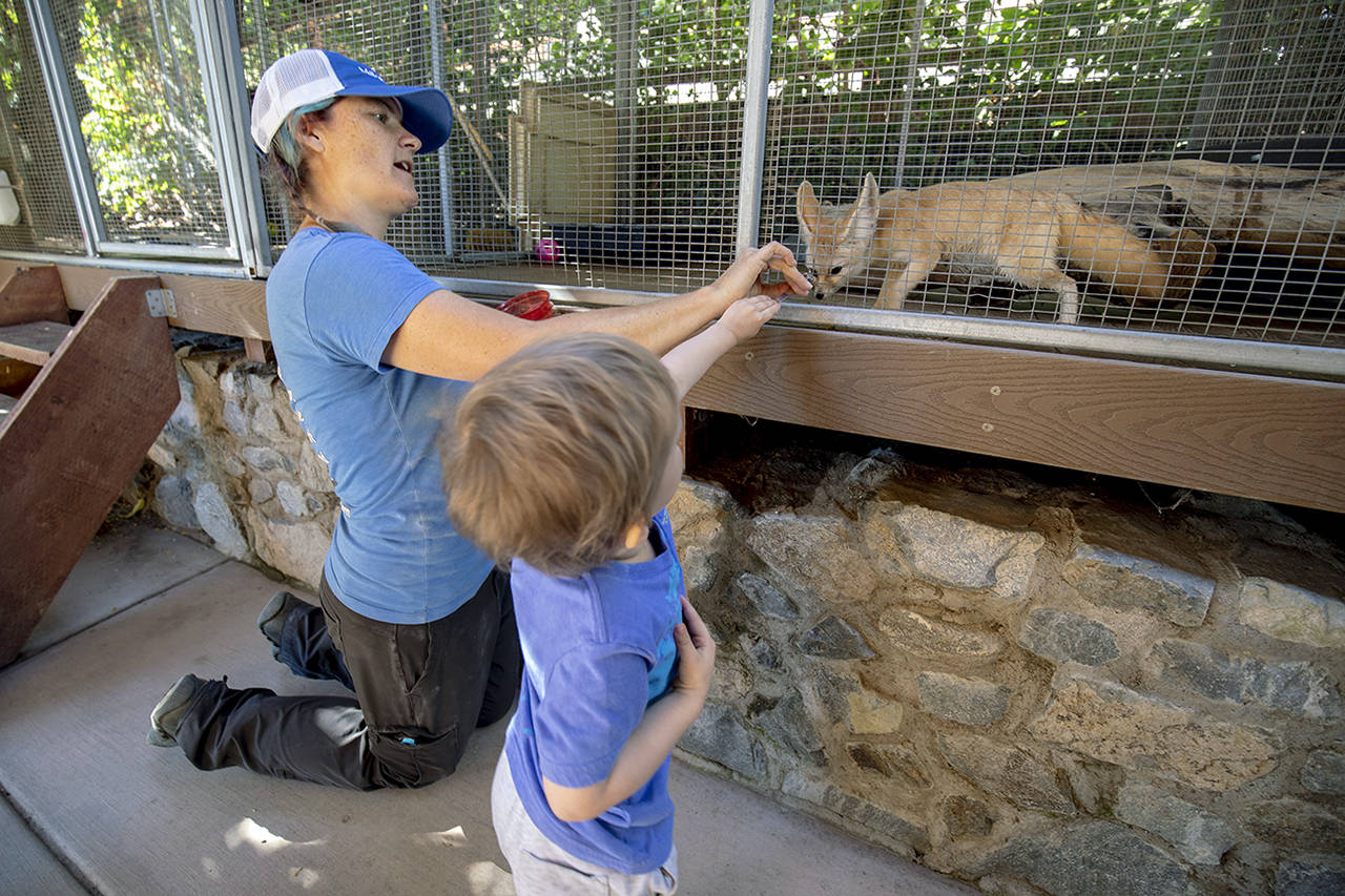 Don Boomer | San Diego Union-Tribune                                 Nurtured by Nature employee Sarah Stuck helps Make-A-Wish recipient Dominic Steadman, 3, feed worms to a fennec fox during his recent visit.