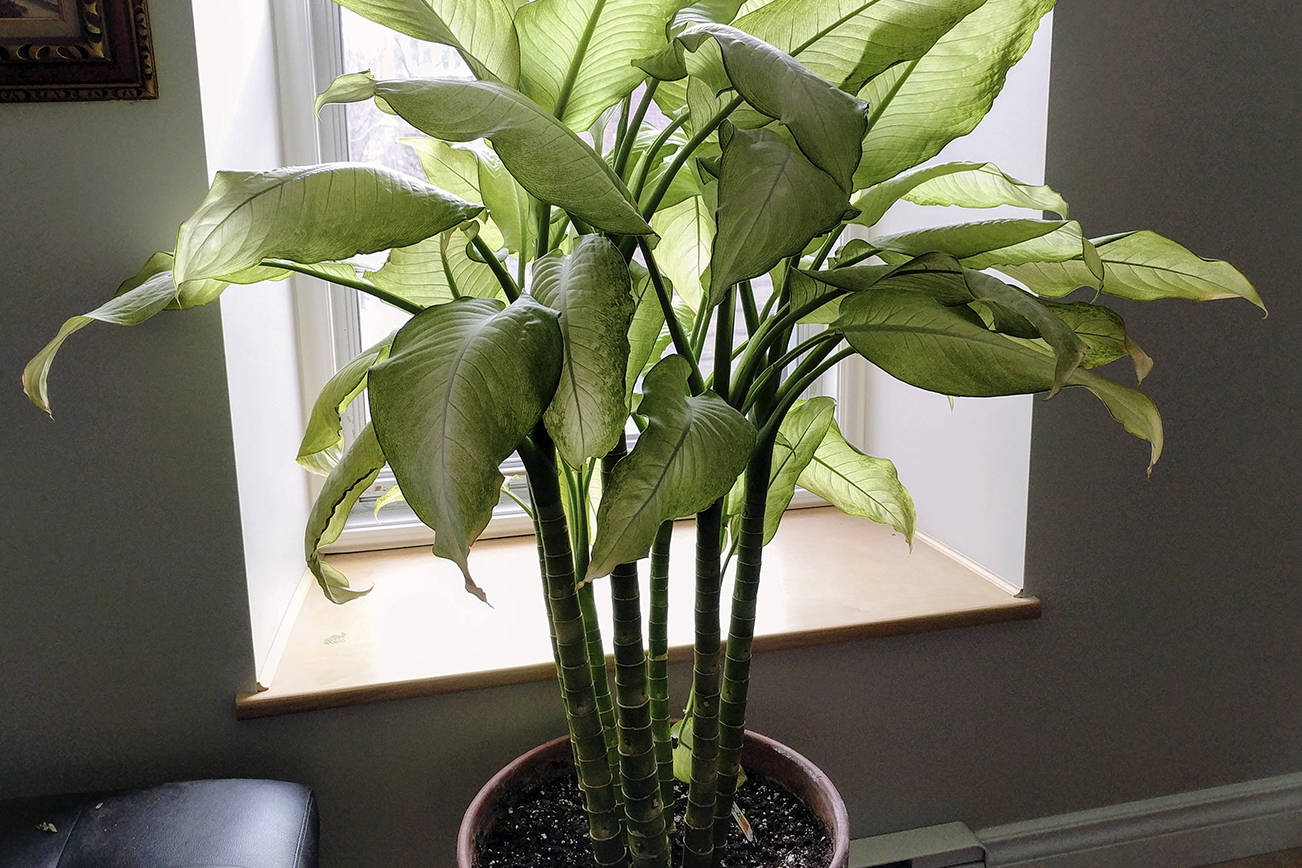 Growing house plants for year-round pleasure