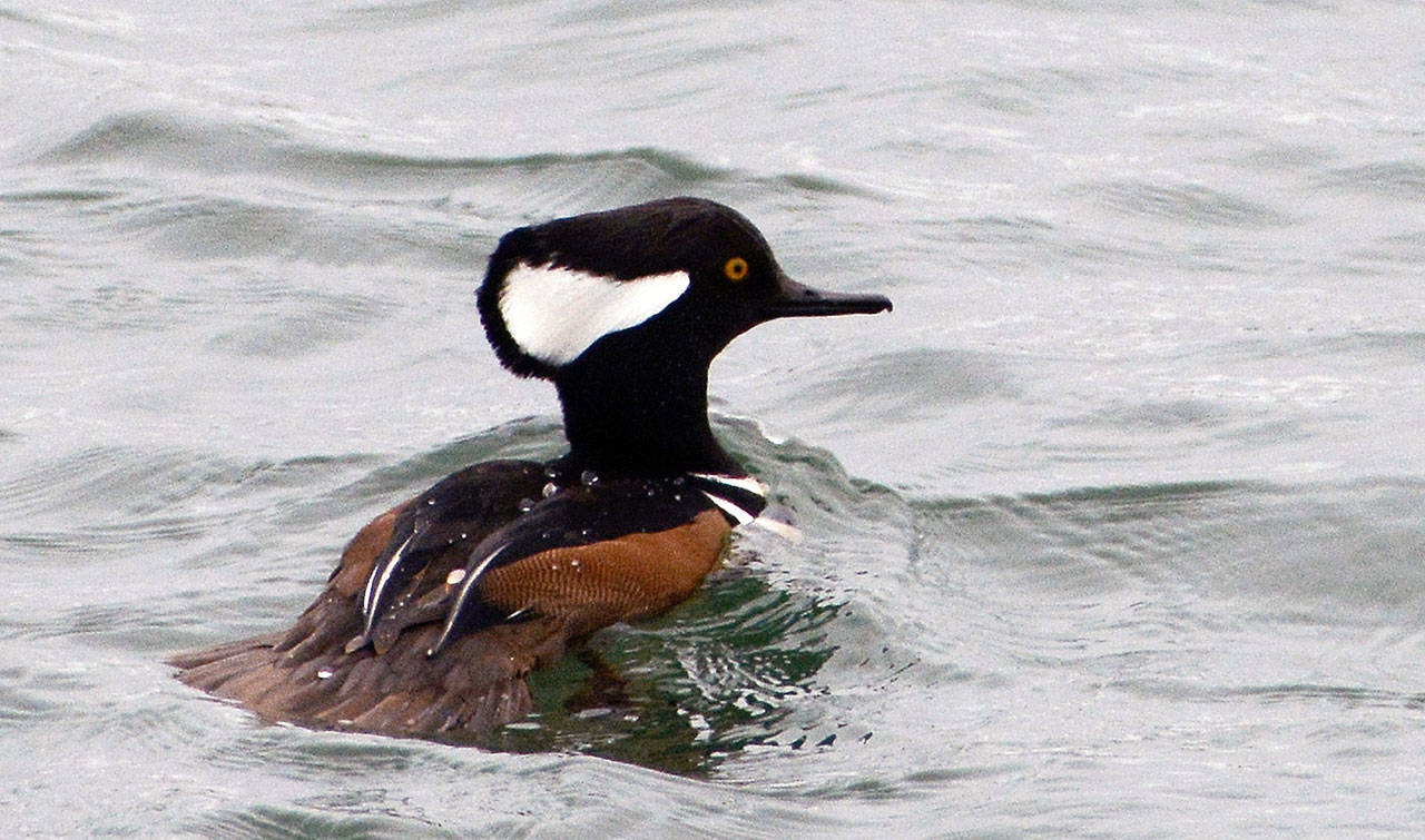 Photo by Judith Taylor