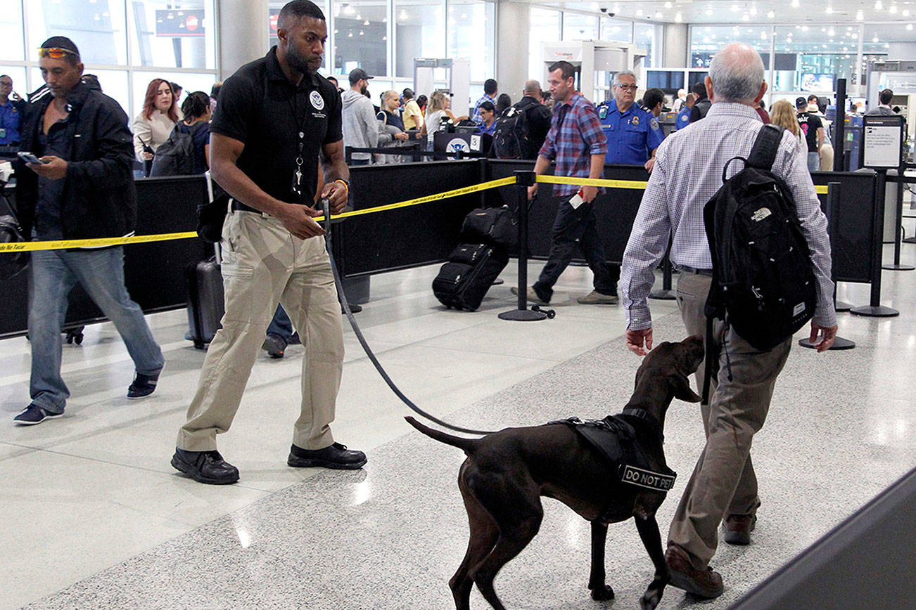 TSA to deploy more floppy-ear dogs because they’re less scary than pointy-ear dogs