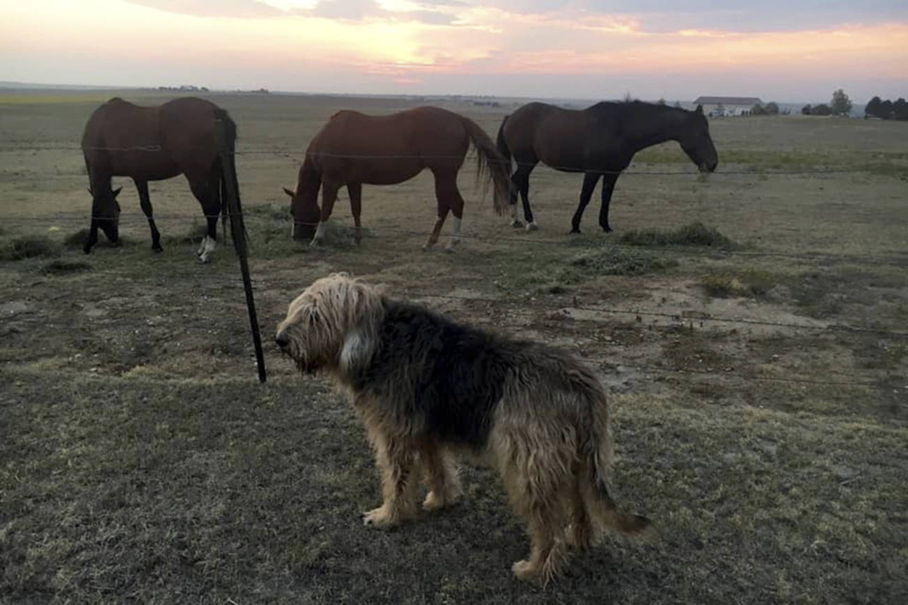 Lovable otterhound is an extremely rare breed
