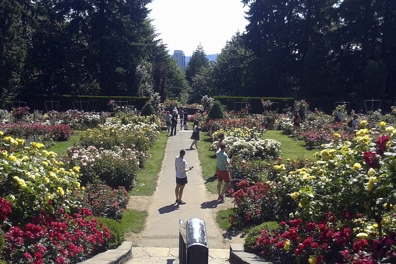 The City of Roses: Portland’s International Rose Test Garden