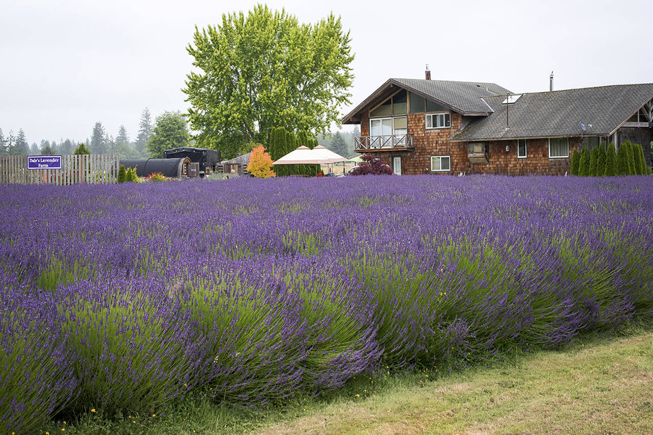 Patricia Jollimore | For Grays Harbor News Group                                Dale’s Lavender Valley is located at Ocean Beach and Robertson School roads, west of Hoquiam.