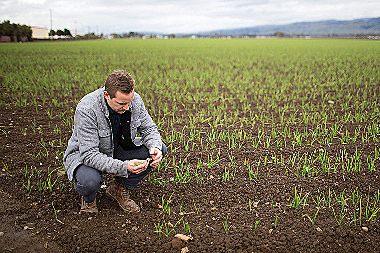 California garlic farmer loves tariffs, but other growers do not