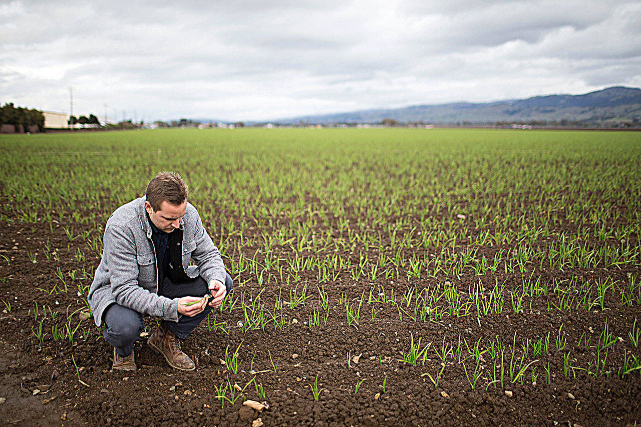 Harald Vaernes, operations manager at Christopher Ranch, pulls out a clove of garlic in Gilroy, Calif., on January 9. (Randy Vazquez/Bay Area News Group)
