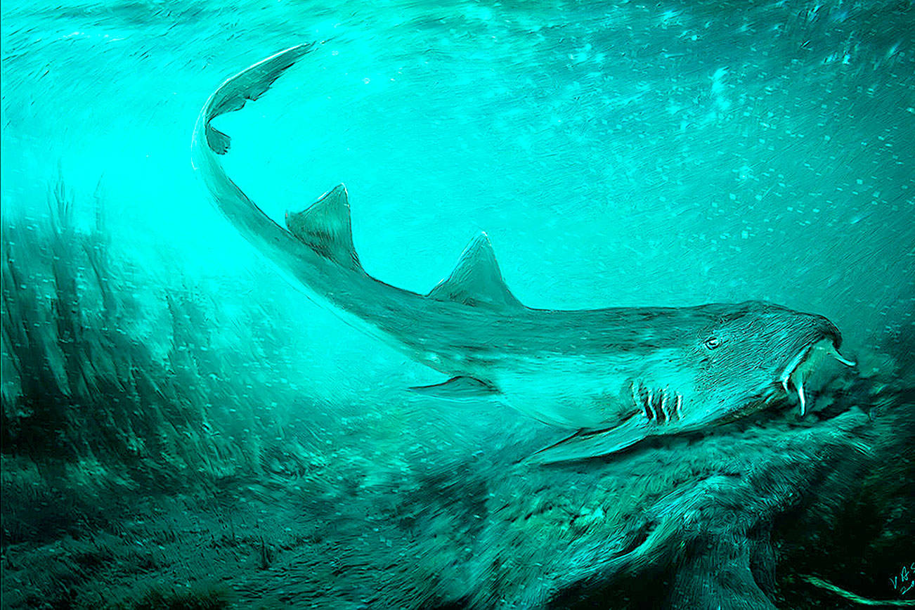 Before megalodon shark came Galagadon — a small shark with ‘spaceship-shaped’ teeth