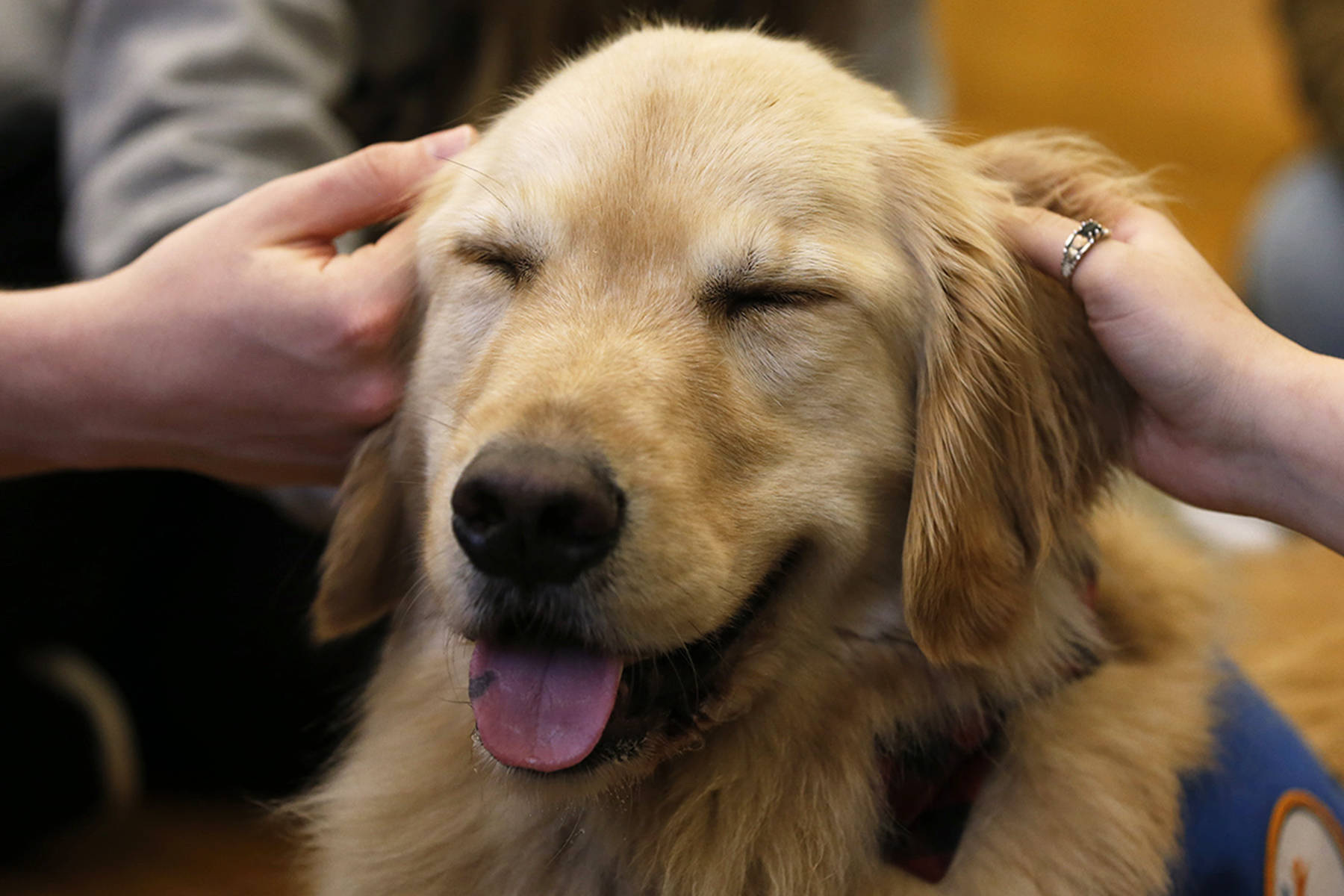 Waffles, a 3-year-old golden retriever and therapy dog, is petted by students at Lane Tech College Prep in Chicago. He was one of several dogs from Canine Therapy Corps offering stress release to Lane Tech students before final exams start. (Stacey Wescott | Chicago Tribune)