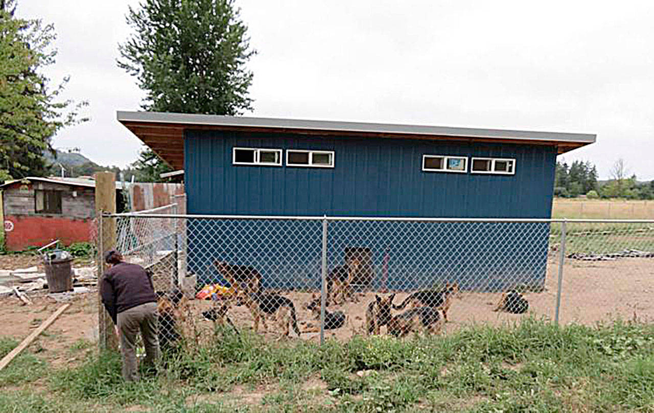 An unidentified officer stands near a kennel holding many of Jacob Hadaller’s German shepherds in this image obtained by a Chronicle public records request. Hadaller’s neighbors complained that the dogs frequently run loose and terrorize the neighborhood around Birley Road in Mossyrock. (Lewis County Sheriff’s Office)