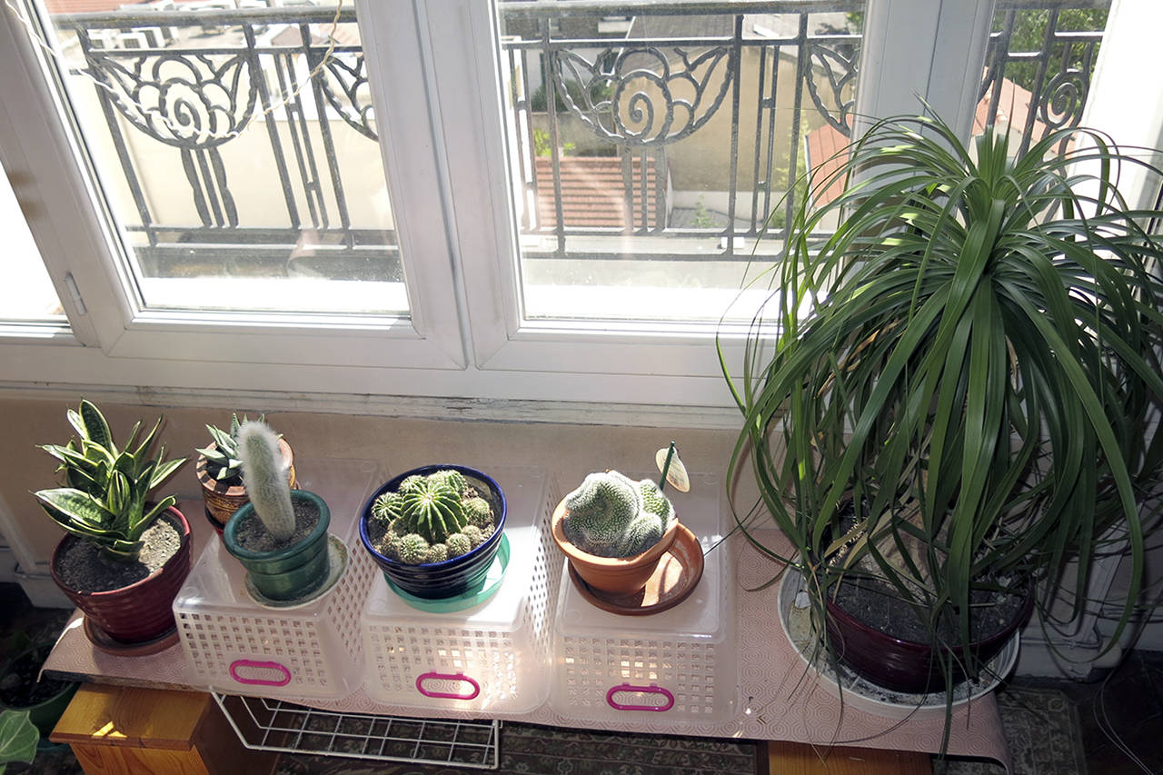 Cacti and other houseplants are placed on top of crates to ensure they receive more sunlight and to give protection for the board on which they sit. (Tangopaso)