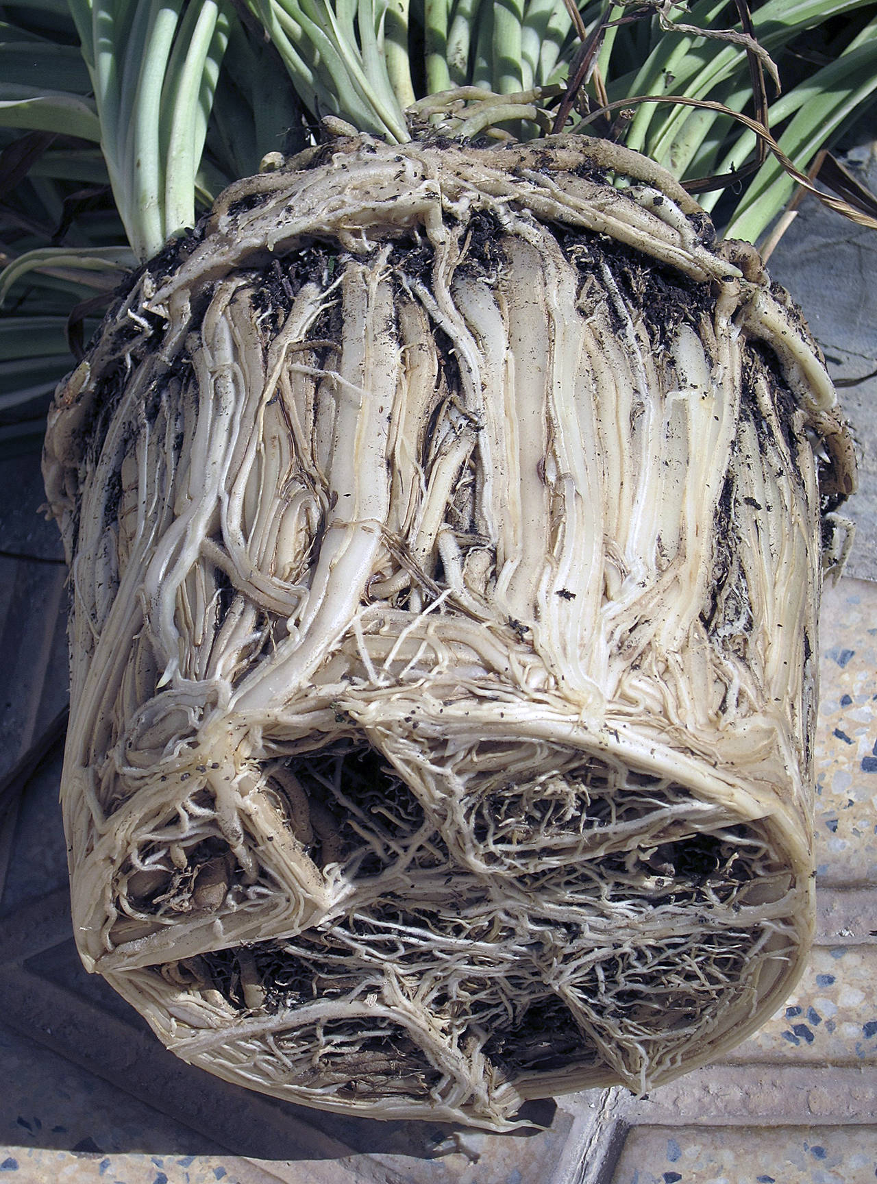 When a plant’s roots look like this, it is time to “pot up” to a larger container. (Keith Williamson)