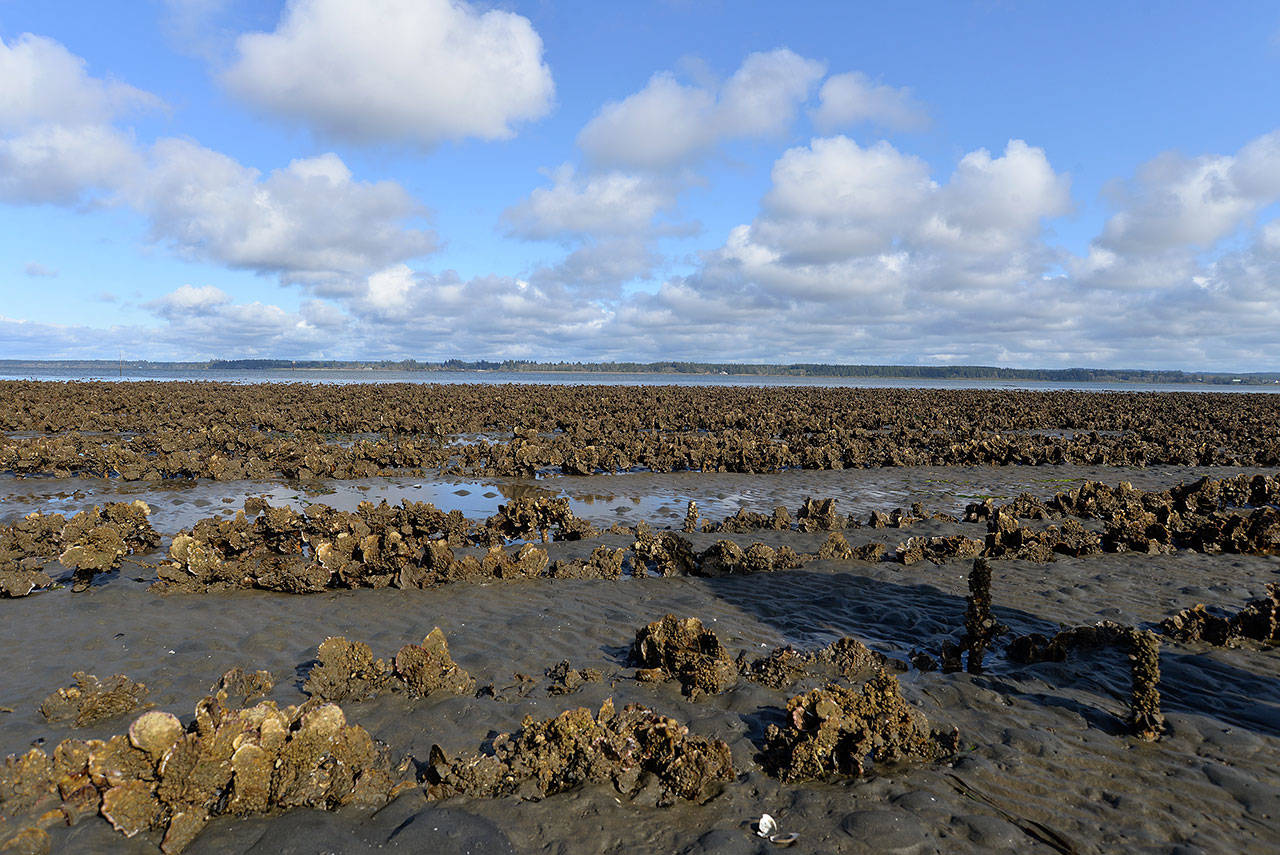 Louis Krauss | Grays Harbor News Group                                Rows of oysters in an area where burrowing shrimp have begun to take over.